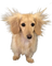 dog - δωρεάν png κινούμενο GIF