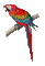 parrot katrin - Бесплатный анимированный гифка анимированный гифка