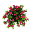 flowers katrin - ingyenes png animált GIF