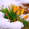 Y.A.M._Spring background - Free PNG Animated GIF