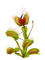 Цветок фэнтези - бесплатно png анимированный гифка