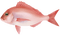 fish - 免费PNG 动画 GIF