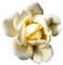 Rose - besplatni png animirani GIF