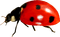 Ladybug.Red.Black - Free PNG Animated GIF