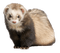Kaz_Creations Ferret - безплатен png анимиран GIF
