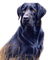 dog by nataliplus - kostenlos png Animiertes GIF