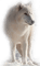 arctic wolf - ingyenes png animált GIF