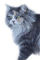 cat katrin - бесплатно png анимированный гифка