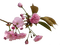 Sakura Blossom - png grátis Gif Animado