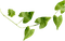 dolceluna leaves leaf - Free PNG Animated GIF
