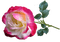 ruusu, rose, kukka, flower, fleur