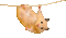 Y.A.M._Animals hamster - Darmowy animowany GIF animowany gif
