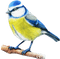 oiseaux - zadarmo png animovaný GIF