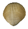 shell - Bezmaksas animēts GIF animēts GIF