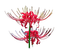 flower - gratis png geanimeerde GIF