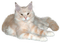 CHAT - 免费PNG 动画 GIF