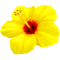 Flower.Yellow.Red - png grátis Gif Animado