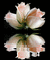 gif roses - Darmowy animowany GIF animowany gif