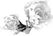 Deco White Rose - PNG gratuit GIF animé