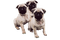 Kaz_Creations Dogs. Dog  Pugs Puppies Pup - png gratuito GIF animata