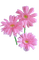 pink flowers 3