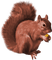 Kaz_Creations Squirrel - png grátis Gif Animado