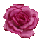 Rose.Fleur-Flower.Pink.Victoriabea - GIF animé gratuit GIF animé