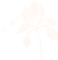 fleur rose.Cheyenne63 - Free PNG Animated GIF