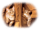 chats/cats - kostenlos png Animiertes GIF