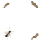 ants - Бесплатный анимированный гифка анимированный гифка