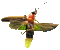 Firefly, Lightning Bug - GIF animé gratuit