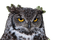 Owl - GIF animé gratuit