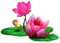 chantalmi fleur rose nénuphar