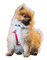 Pomeranian - безплатен png анимиран GIF