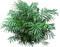 Bloemen en Planten - nemokama png animuotas GIF