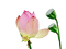 Lotus - nemokama png animuotas GIF