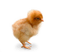 poussin - Free PNG Animated GIF