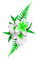 Flowers.White.Green - PNG gratuit GIF animé
