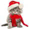 Kaz_Creations Christmas Deco Cute Cats Cat Kitten - PNG gratuit GIF animé