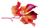 Autumn.Automne.Otoño.Leaves.Victoriabea - 免费PNG 动画 GIF