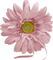 gala flowers - kostenlos png Animiertes GIF