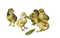 chicks and peapod - ücretsiz png animasyonlu GIF