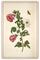 Vintage Mother mom maman madre mutter Flower - png grátis Gif Animado