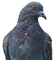 lintu, bird - zadarmo png animovaný GIF