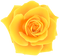 yellow rose - PNG gratuit GIF animé
