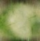 minou-green-nature-background-fond-vert-verde-natura-sfondo-grön-natur-bakgrund - ilmainen png animoitu GIF