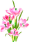 Flowers.Pink - png grátis Gif Animado