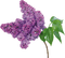 tube fleur - Free PNG Animated GIF