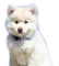 Rena Hündin weiß White Dog - gratis png animeret GIF