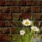 květina - gratis png geanimeerde GIF